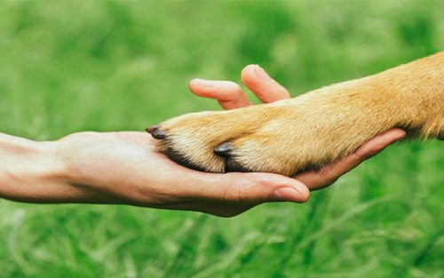 Tenencia Responsable de Mascotas: Vecinos de Colina respaldan aprobación de “Ley Cholito”