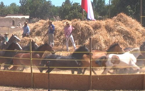 Tradicional «Trilla a Yegua Suelta»  deleitó a la familias de Colina